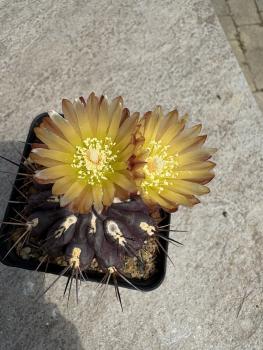 Eriosyce crispa